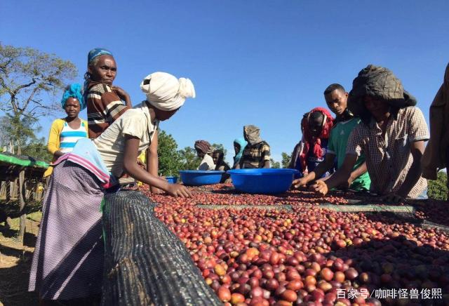 开云体育入口-埃塞俄比亚队在国际舞台上大放异彩